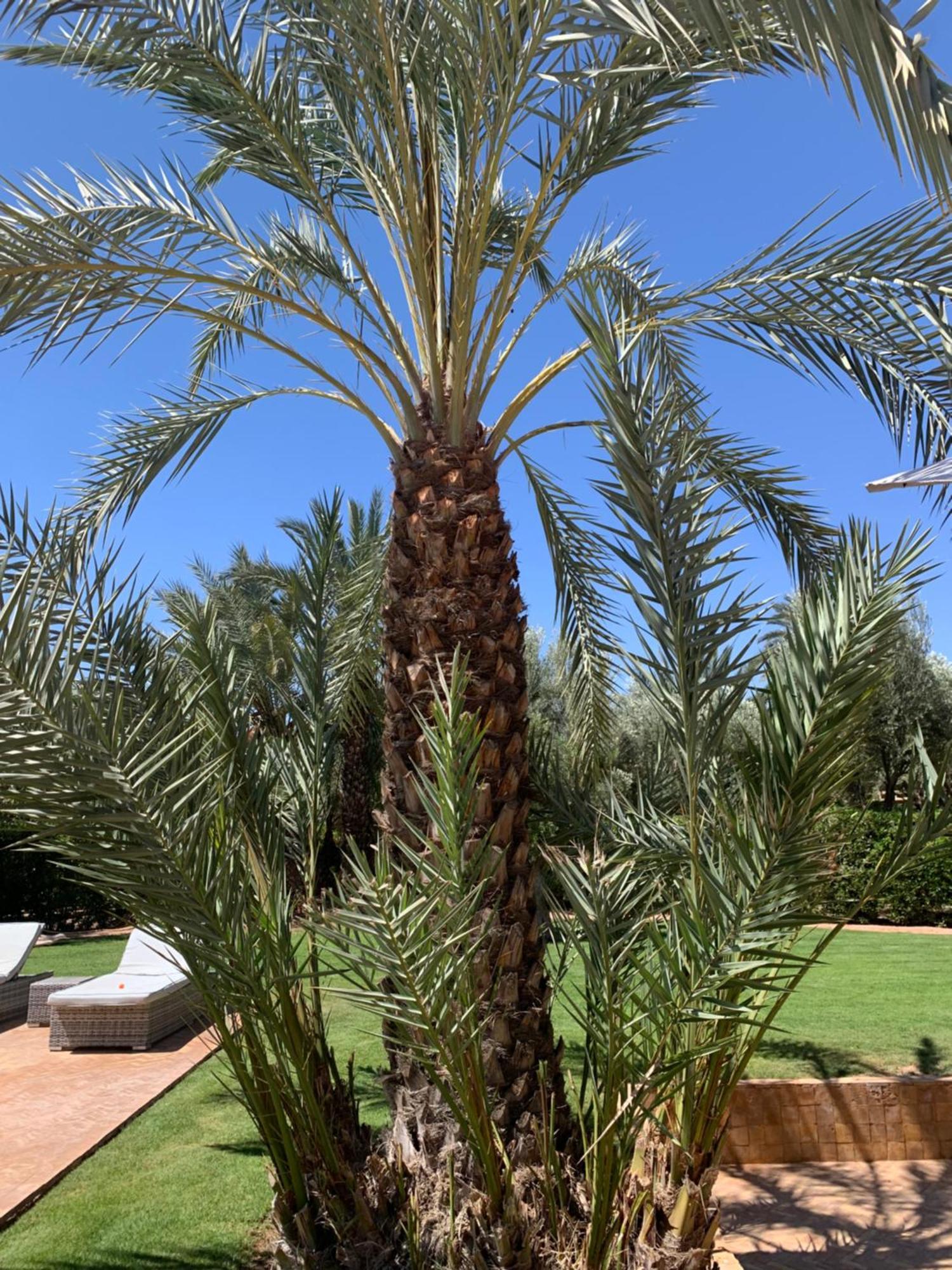 Villa Avec Piscine Privatisee A La Palmeraie Marrakesch Exterior foto